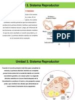 Unidad 3. H. Sistema Reproductor