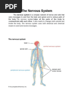 Nervous System