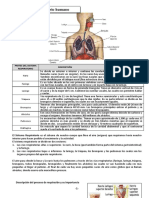 Sistema Respiratorio y Circulatorio Humano