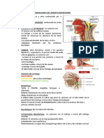 Generalidades Del Aparato Reespiratorio