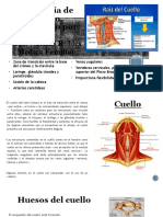 Anatomía Del Cuello