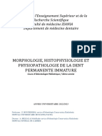 3.morphologie, Histophysiologie Et Physiopathologie de La Dent Permanente Immature