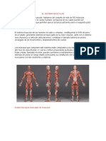 El Sistema Muscular