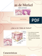 Celula de Merkel 24-02-23