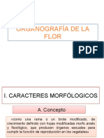 Organografía de La Flor