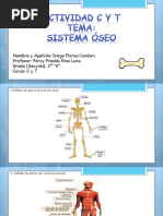 Actividad C y T (Sistema Oseo)