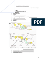 NEUROANATOMIA 