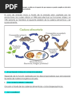 Flujo de Energía - Enfermedades - Parásitos - Resuelto