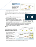 REPLICACIÓN Y PCR (Control Lab, Materia Solemne)