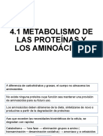 4.1 Metabolismo de Proteinas