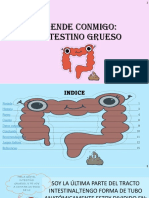 Intestino Grueso