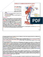 Circulación Fetal y Cambios Durante El Parto