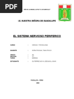 Sistema Nervioso Periferico