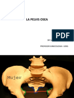 La Pelvis Osea