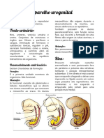 Aparelho Urogenital