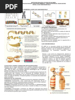 Guía Taller Estructura y Tipos de Cromosomas