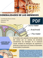 MENINGES