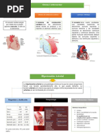 Sistema Cardiovascular Mapas