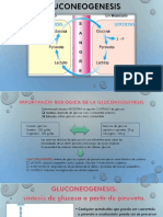 Gluconeogenesis 2 Doparcial Bioqui 2023 PDF