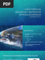 1 Características Biológicas y Anatómicas de Los Peces Salmónidos