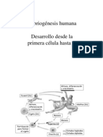 Desarrollo Embrionario