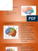 Unidad 2 C El Cerebro Neuro