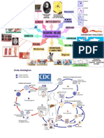 Mapa Mental Parasitologia Eq2