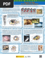 Uni Didac Moluscos Crust Web2016
