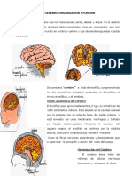 El Cerebro