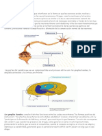 Adciones y El Cerebro