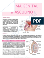 Histologia Ap Reproductor Masc