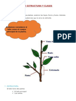 El Tallo Estructura y Clases