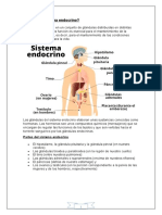 Qué Es El Sistema Endocrino