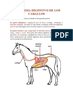 El Sistema Digestivo de Los Caballos