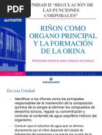 Unidad Ii Riñon Como Organo Principal y La Formación de La Orina