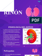 Patología Del Riñónnn