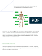 TP Ed Fisica 1 - 2 º Sistema Oseo