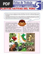 Plantas Nativas Del Perú para Quinto Grado de Primaria