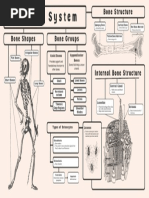 Concept Map of The Skeletal System