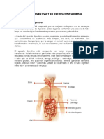 Aparato Digestivo y Su Estructura General