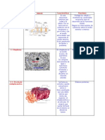 Cuadro de La Estructura Celular