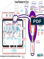 Female Reproductive Cycle Ovulation Menstrual Atf