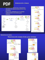 Síntesis de Ac. Grasos
