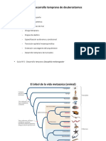 Clase 7-2023-Desarrollo Temprano de Invertebrados Deuterostomos-1