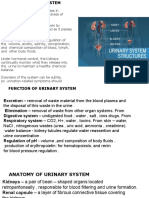 The Urinary System