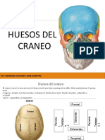 Huesos Del Craneo