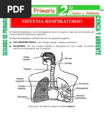 Aparato Respiratorio para Segundo de Primaria