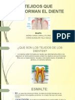 Tejidos Que Conforman El Diente