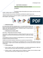 Anatomía Humana Ii