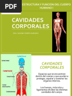 Cavidades y Serosas Del Cuerpo Humano